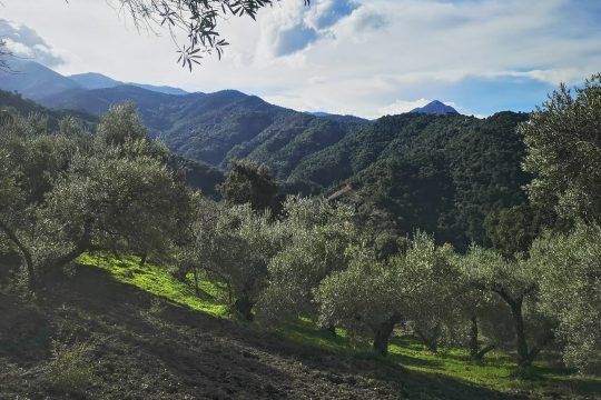Finca, Country House Reform, Olives, Fruit trees