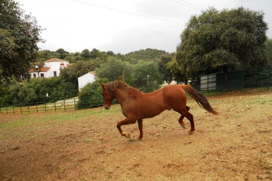 Equestrian Property, Cortijo El Principe