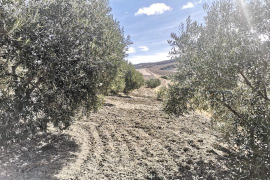 Farm with Olive Grove, Well and Building to be Renovated
