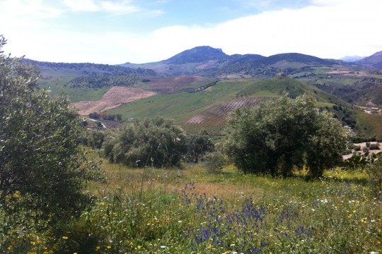 Finca, 100 mature Olive Trees, Amazing Views