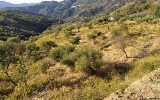 Rural Property of Almond, Fig and Olive Trees. Very good Location