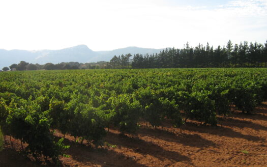 Vineyard 33.000 m2, Bodega 230 m2, Vines 14 years