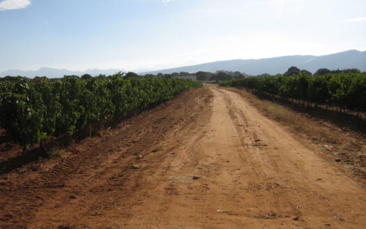 Vineyard 33.000 m2, Bodega 230 m2, Vines 14 years