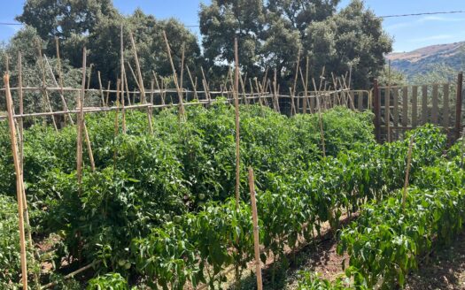 Finca rústica con nave en venta en Benaoján