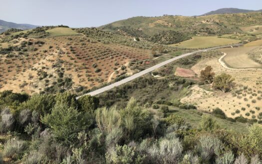 Finca rústica de olivar en El Gastor