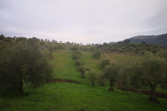 Vines in Production, Olives, Nut trees – 3 Hectares